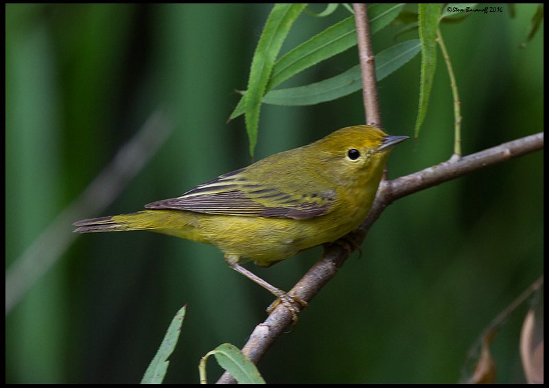 _6SB0862 pine warbler immature.jpg